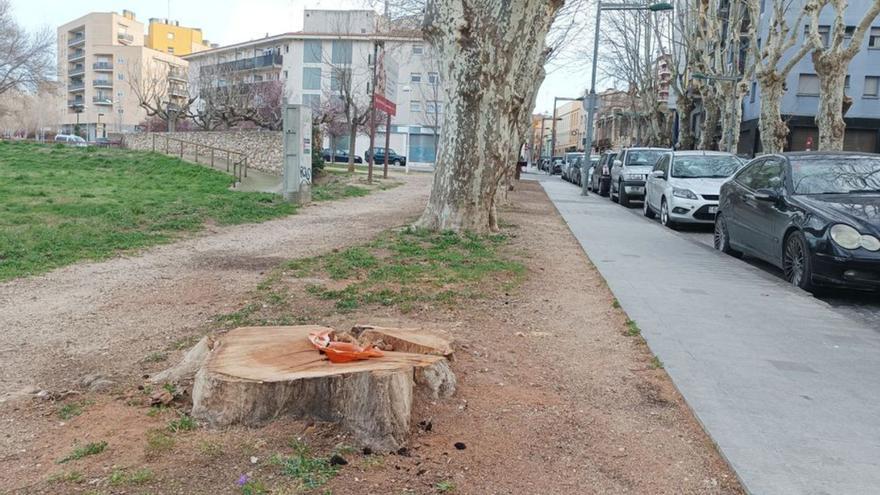 Talen un plataner centenari a l&#039;avinguda Perpinyà de Figueres