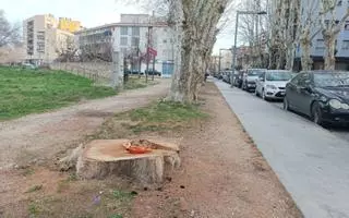 Talen un plataner centenari a l'avinguda Perpinyà de Figueres