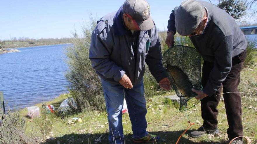 Dos pescadores manejan una carpa capturada hace días en el embalse de Almendra.