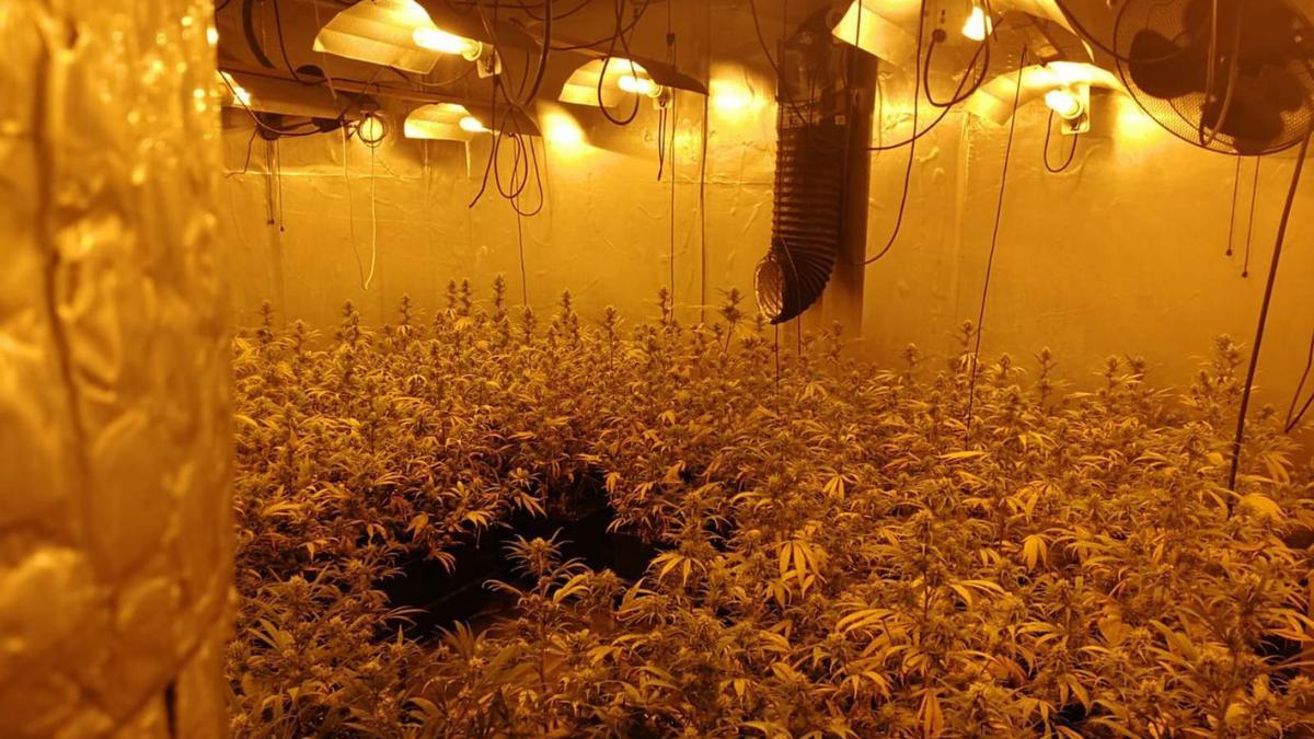 Una plantació de marihuana desmatellada pels Mossos d’Esquadra. | MOSSOS