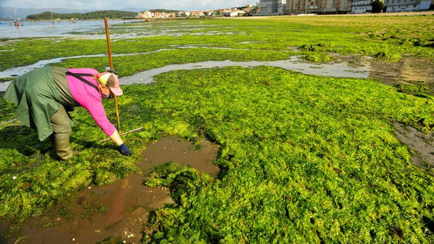 Las mariscadoras de Carril luchan contra las algas para salvar el marisco