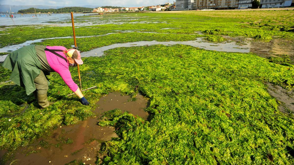 Las mariscadoras de Carril luchan contra las algas para salvar el marisco