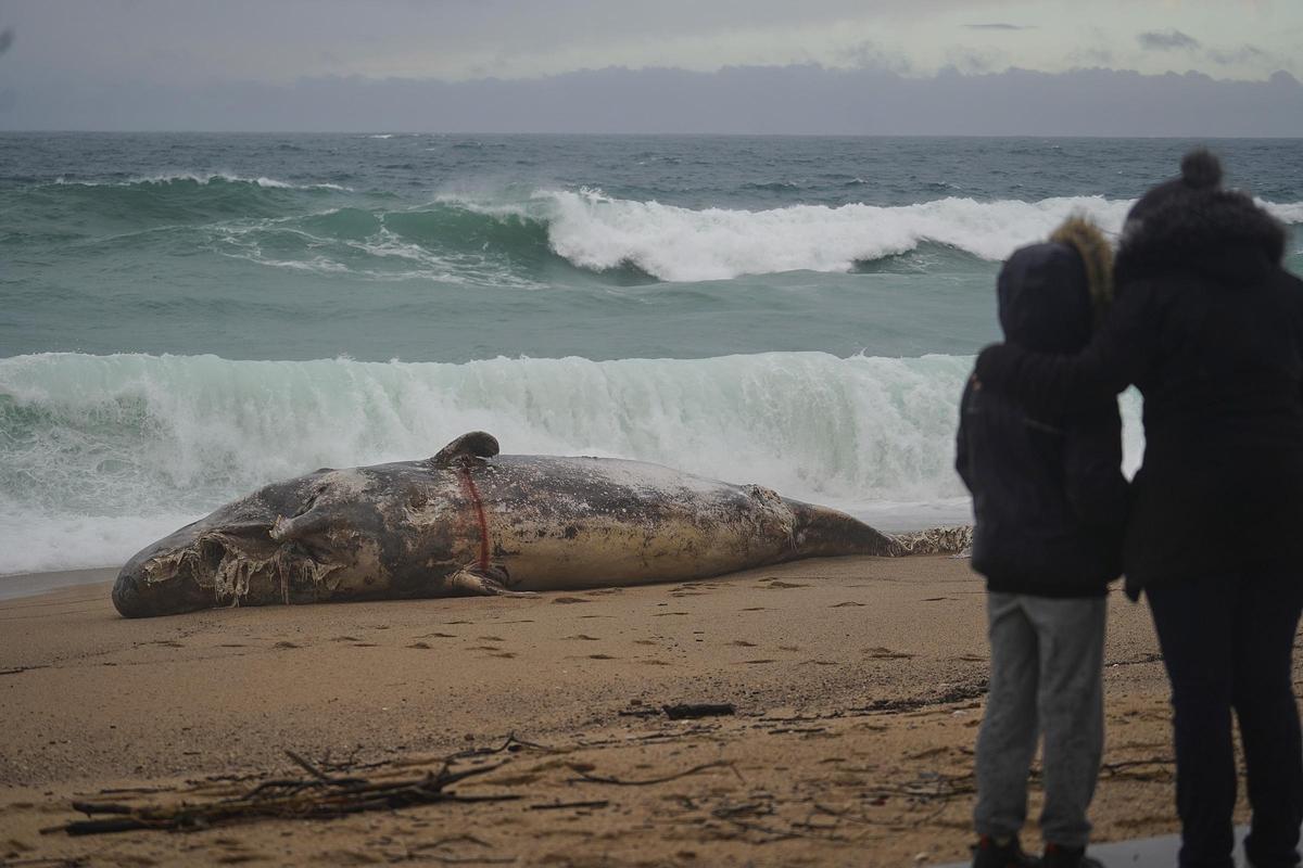 Imatges de la balena morta arrossegada pel temporal a la costa de Platja d'Aro