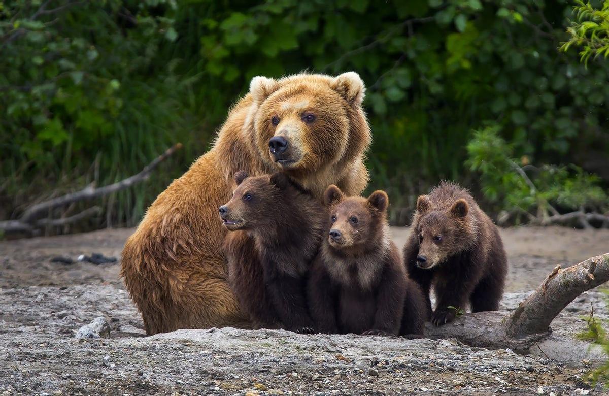 Familia de osos en Kamchatka