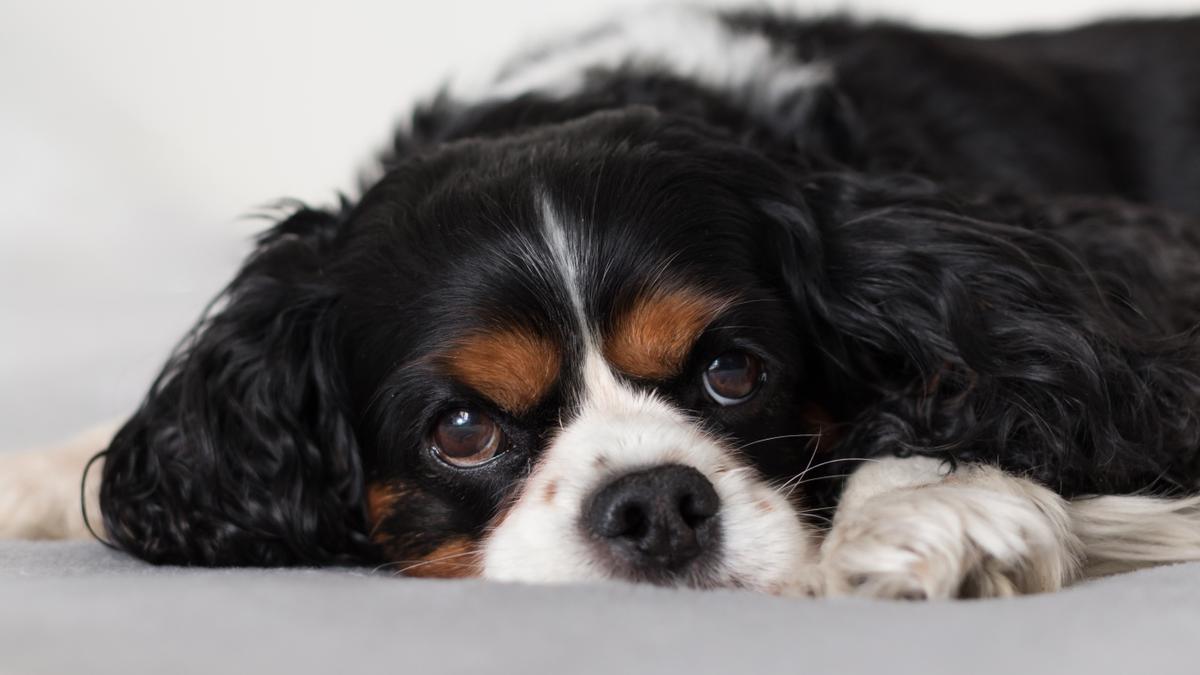 Los Cavalier King Charles spaniel se parecen a los gatos en su terquedad y por ser altivos.