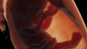 El consum excessiu d’ultraprocessats pot perjudicar la fertilitat i l’embrió