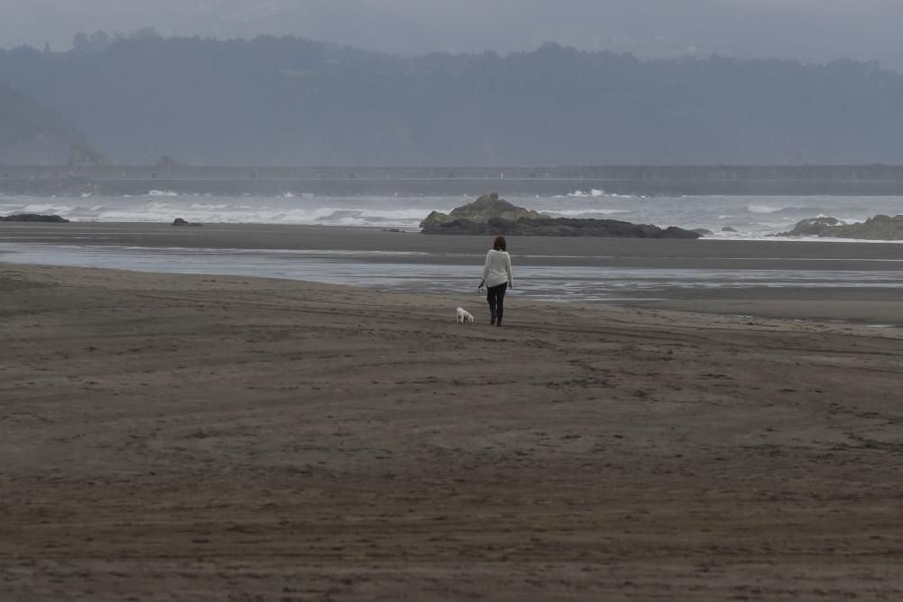 Los perros pueden acceder al playón de Bayas