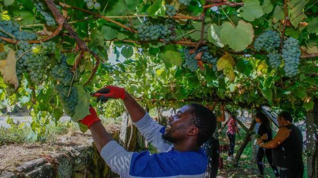Un grupo de vendimiadores en Barrantes (Ribadumia).   | //  IÑAKI ABELLA