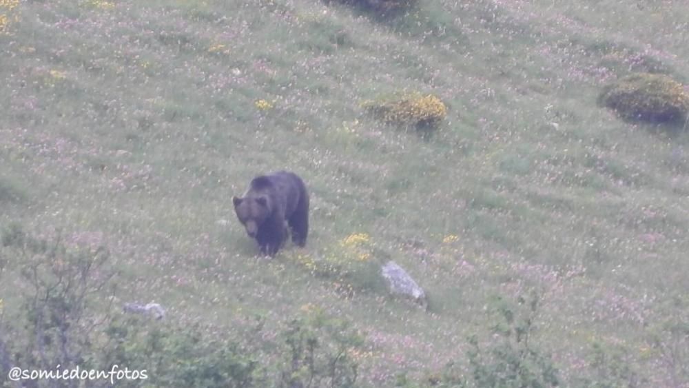 Avistamiento de osos en celo en Pola de Somiedo