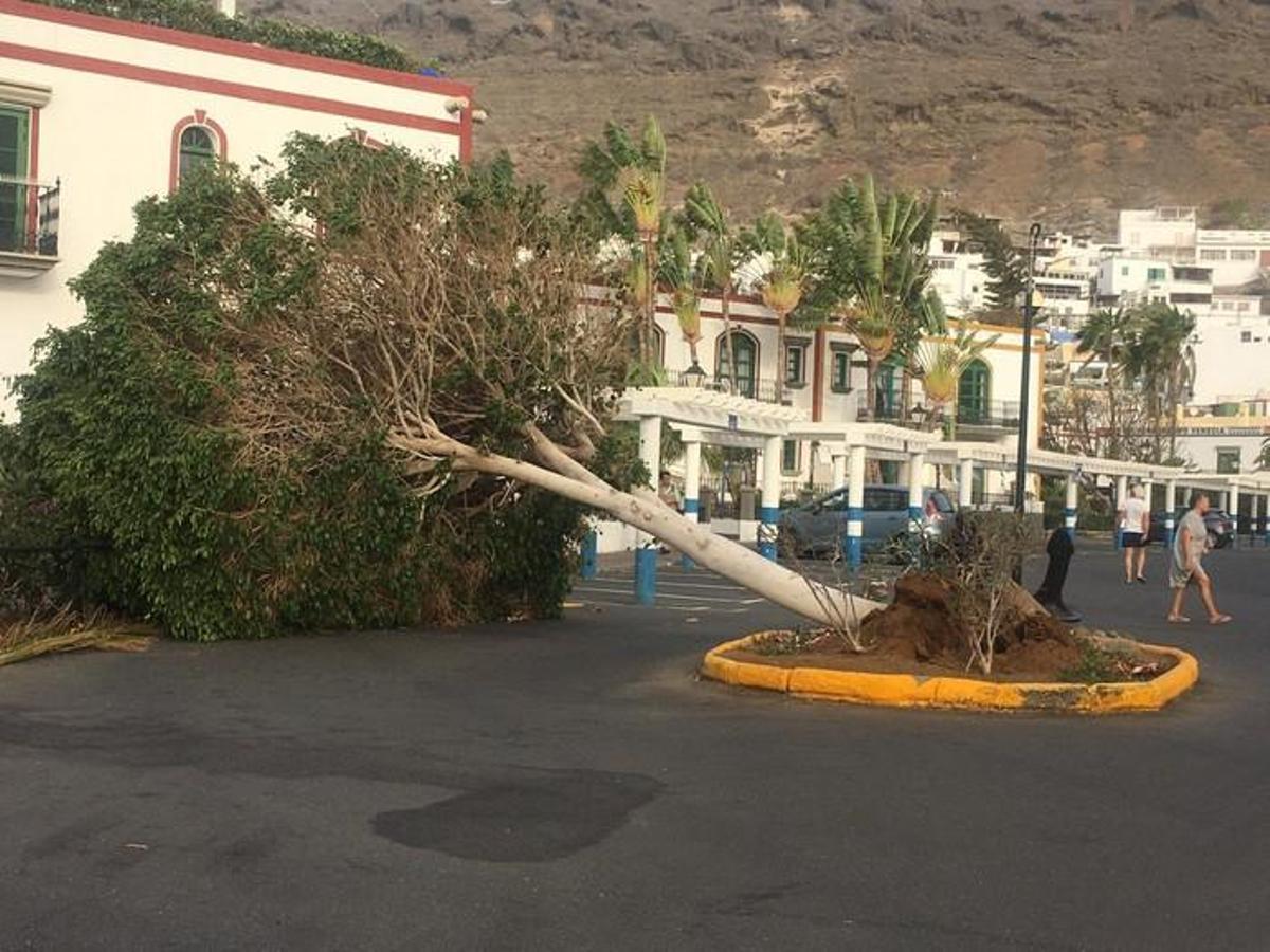 Árbol caído en Mogán por el viento. Árbol caído en Mogán por el viento.