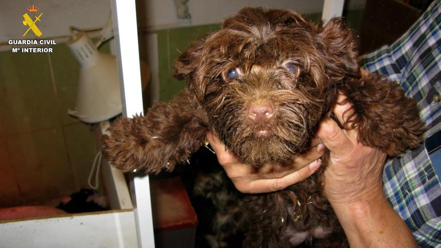 Destapan un criadero de perros clandestino en Burgos