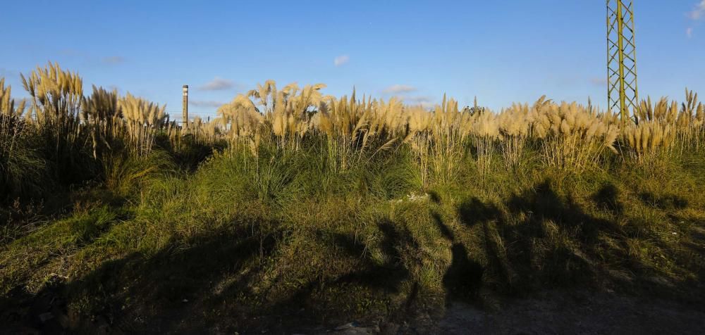 Plumeros de la Pampa, especie invasora