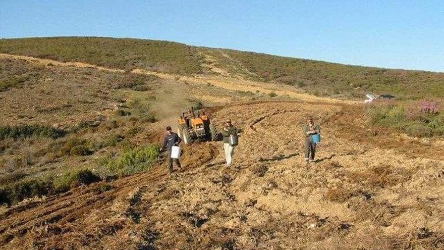 Tres personas siembran a mano en Sanabria hace varios años.