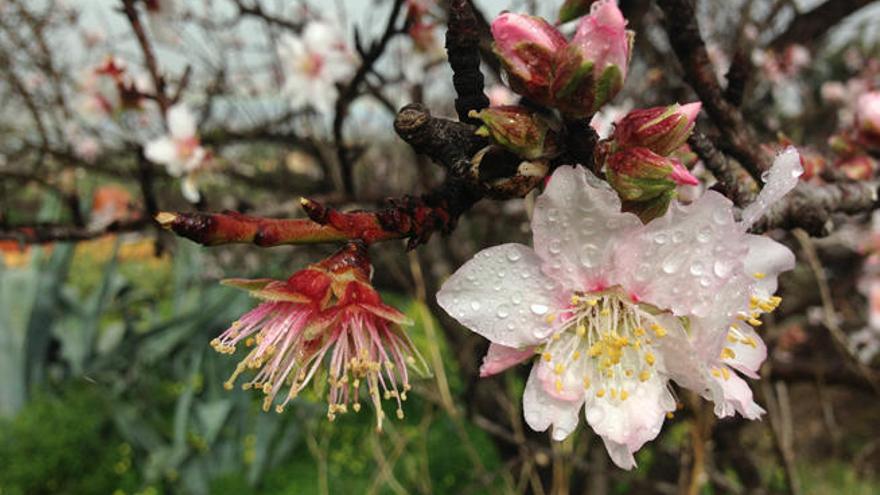 Gran Canaria plantará 1.500 almendros el próximo año