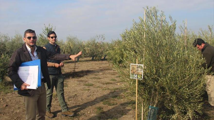 Todolivo ha mejorado la genética en 38 variedades de olivar en seto