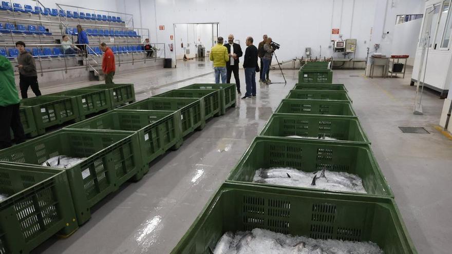 Récord histórico en las subastas de bonito en Lonja Gijón: 1,9 millones de kilos con la costera aún abierta