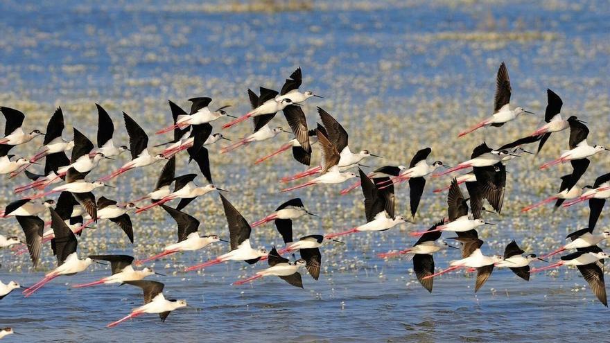 La Junta de Andalucía anuncia la compra de un humedal próximo a Doñana para compensar la ley del regadío