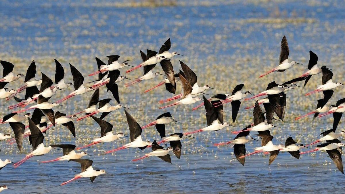 Aves volando en el humedal de Doñana.