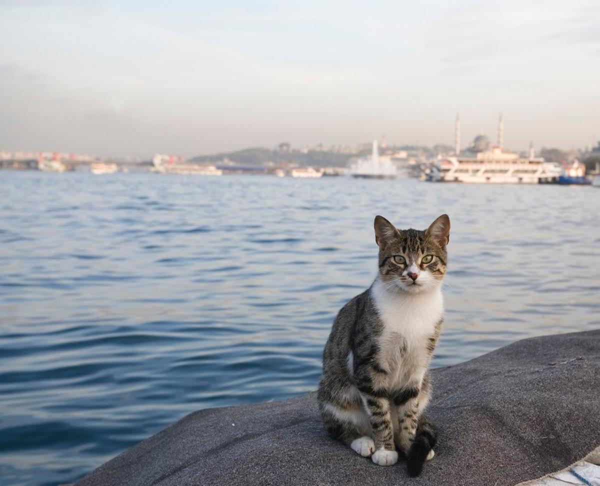 Los gatos callejeros en Estambul