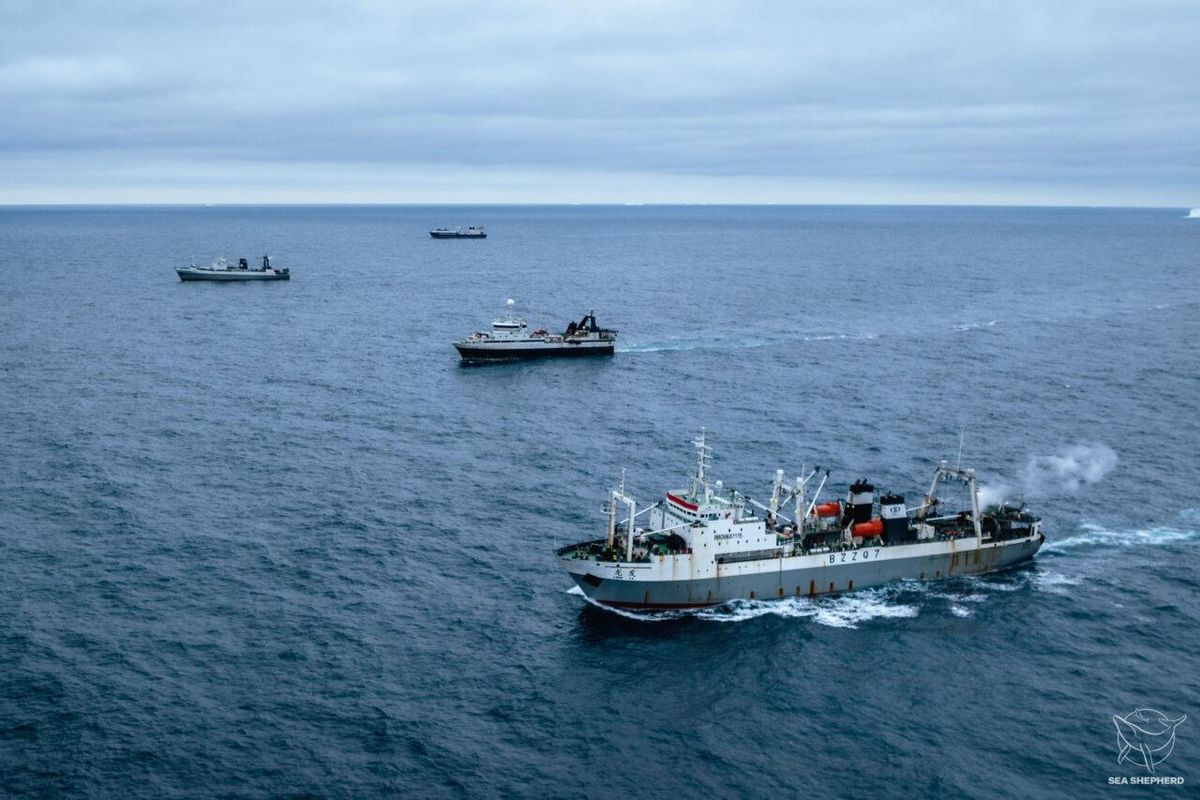 Pesqueros en busca de krill en aguas antárticas