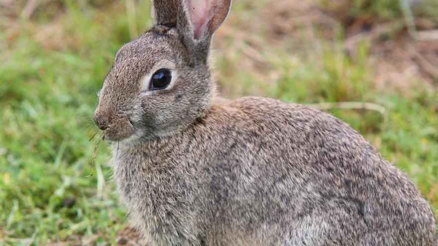 Primero el jabalí y ahora el conejo de monte: El Consell ultima una norma para atajar la plaga