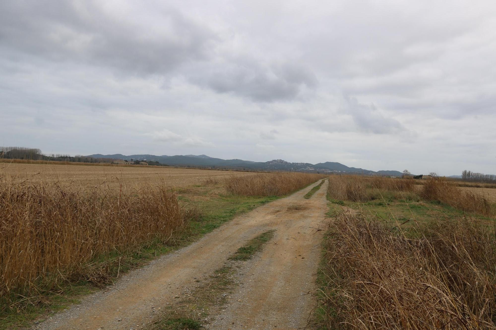 La zona de camps de Torroella on es va trobar la dona assassinada