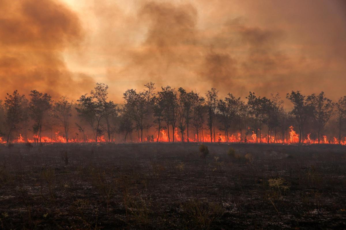 Llamas y humo se elevan desde una hilera de árboles mientras arde un incendio forestal en el Parque Nacional Dadia en la región de Evros, Grecia, el 1 de septiembre de 2023.