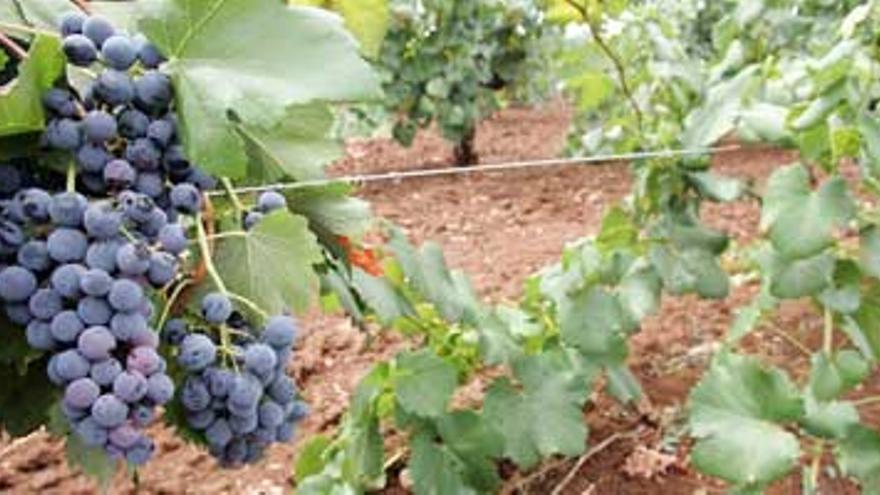 APAG Extremadura ASAJA espera un 15% más de cosecha de la uva que en 2009