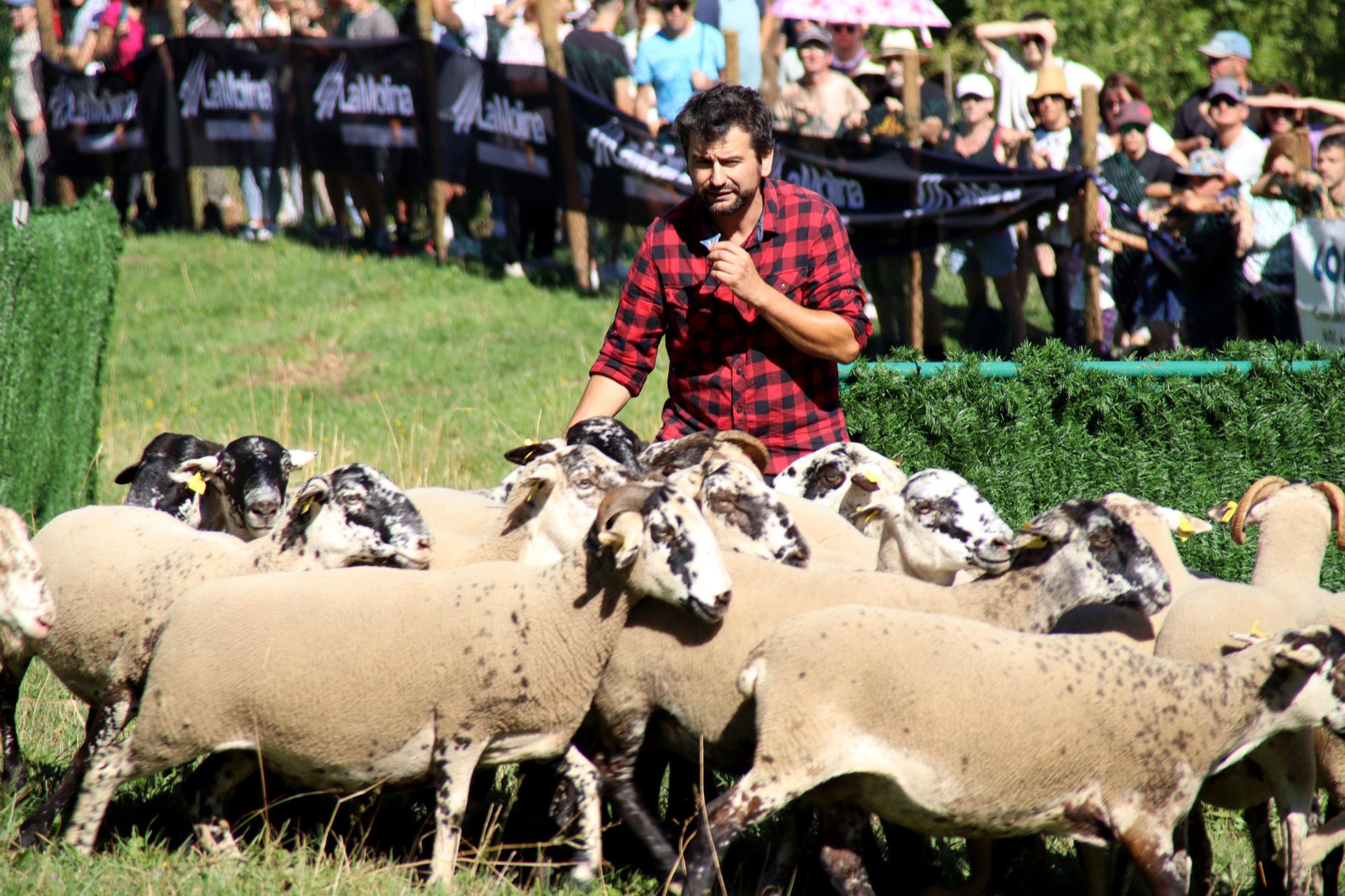 58è Concurs de Gossos d'Atura de Castellar de n'Hug