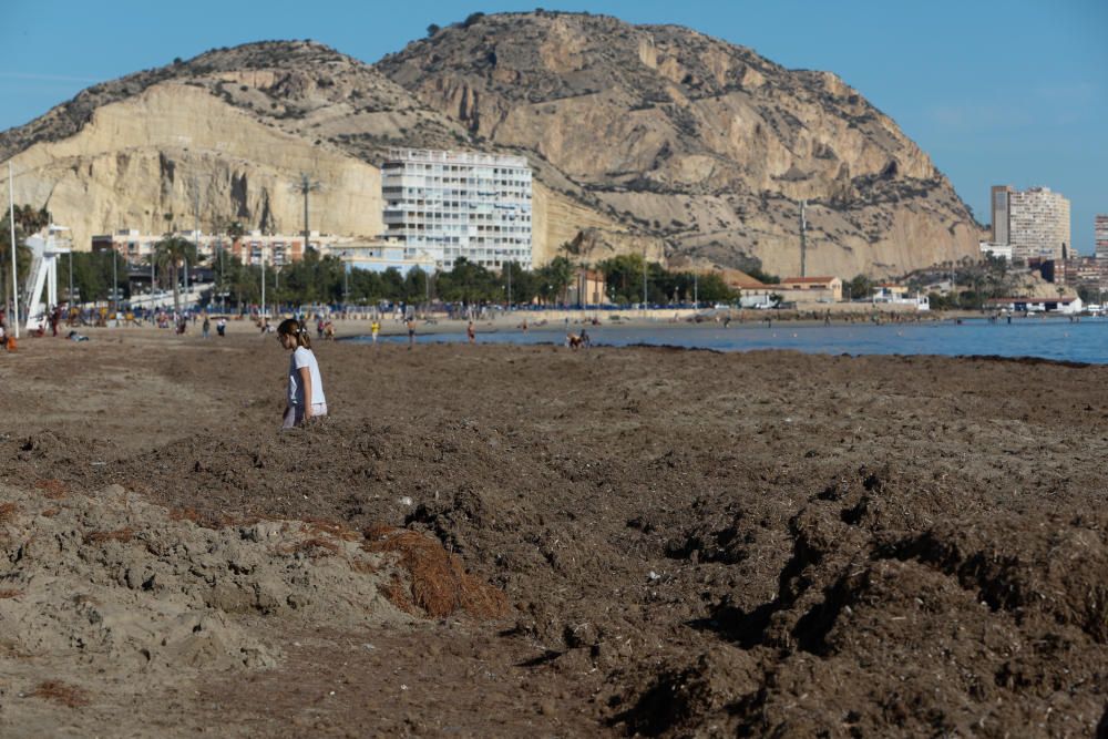 Alicantinos y turistas disfrutan a 20 grados de un