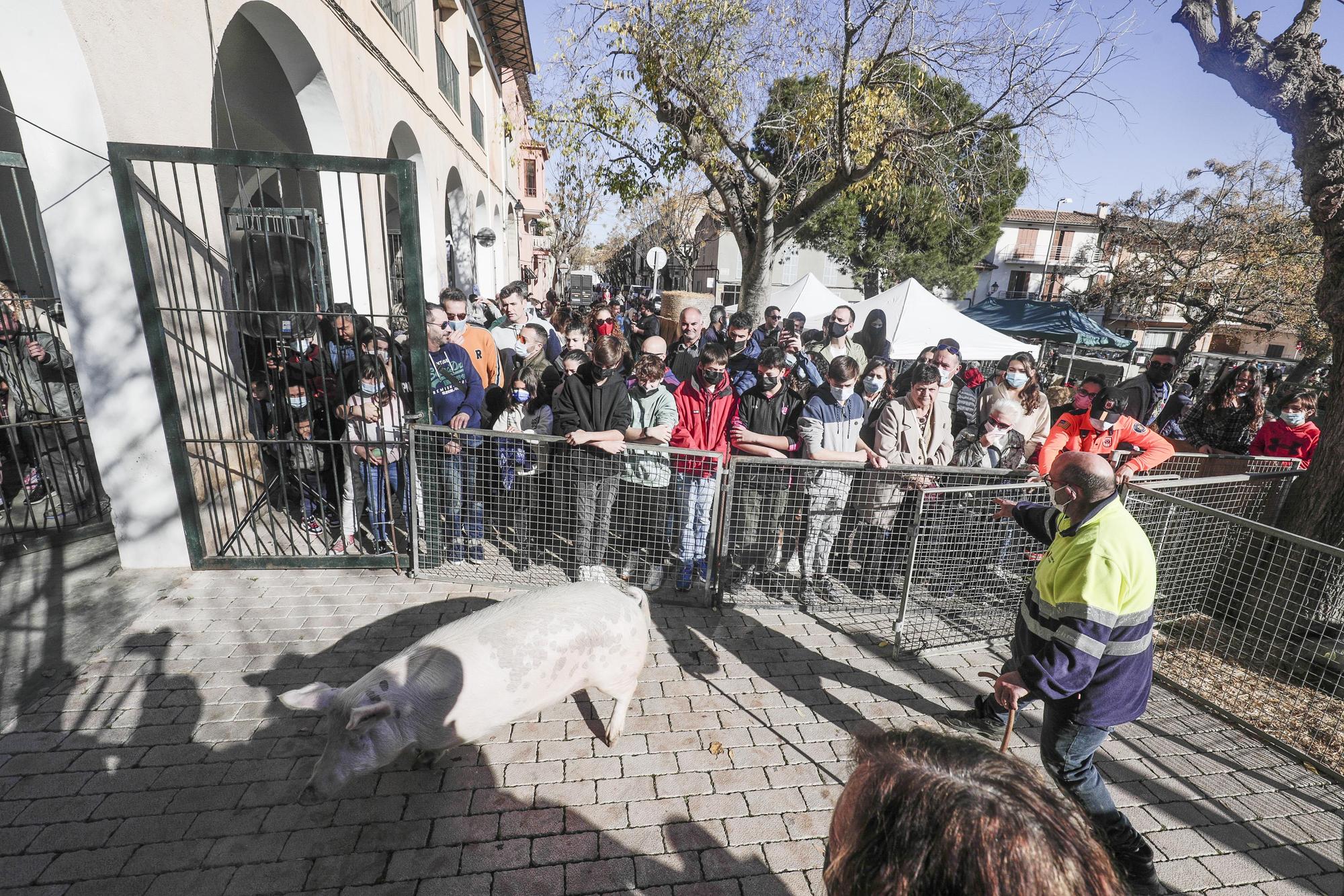 Sineu disfruta de la Feria de Sant Tomàs