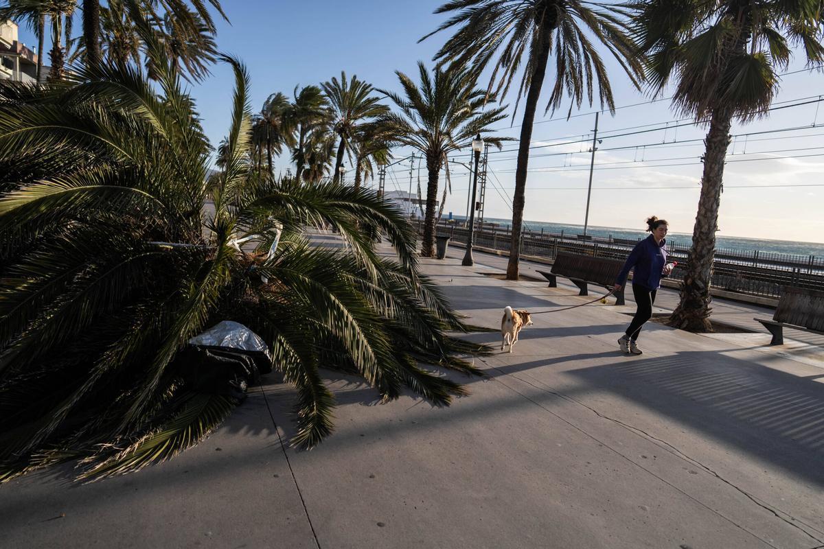 Un árbol caído en Badalona debido al temporal de viento fuerte de este jueves en Catalunya.
