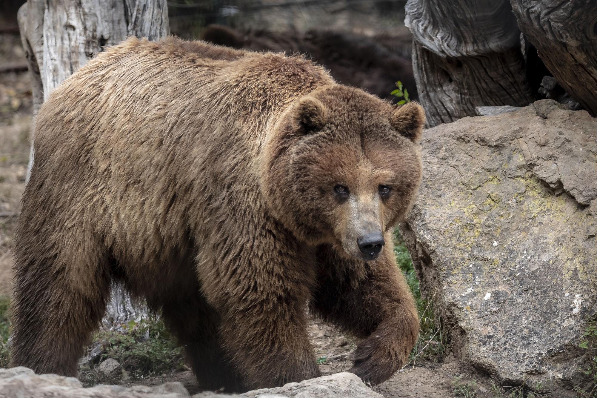 Los osos de Mallorca se reencuentran con su mamá humana