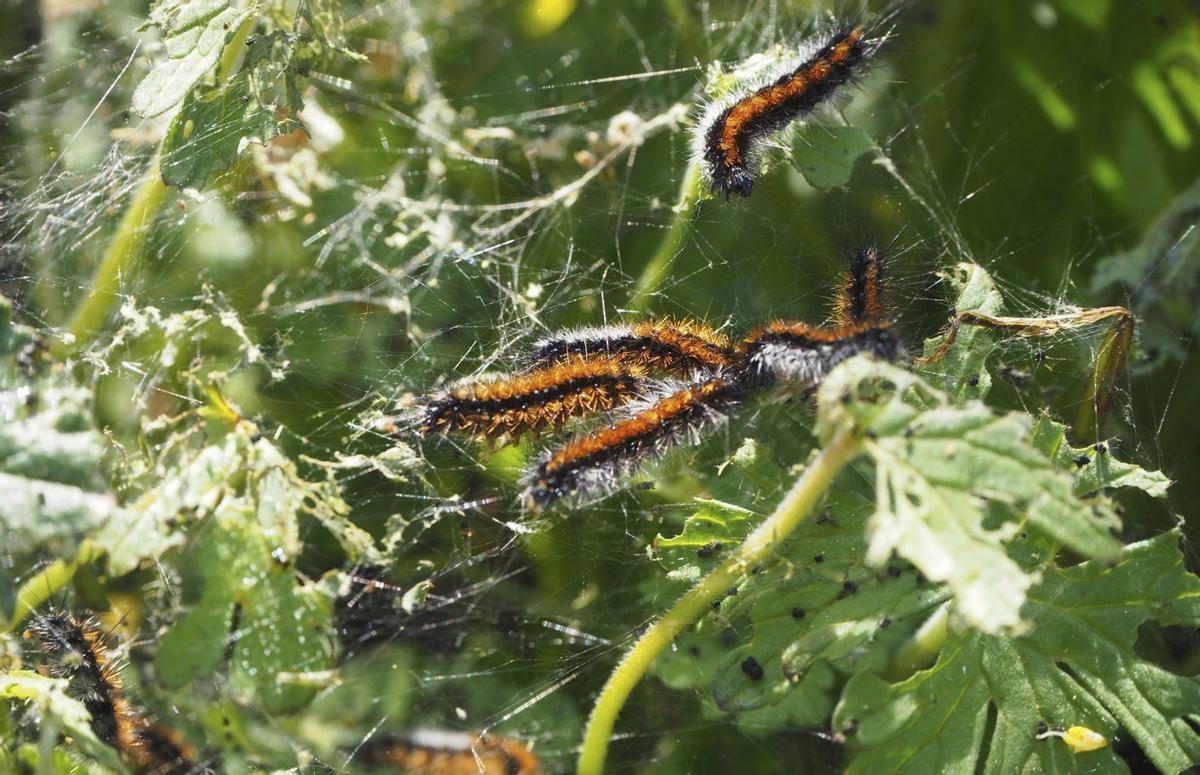Varios ejemplares de oruga peluda en un viñedo de Montilla.