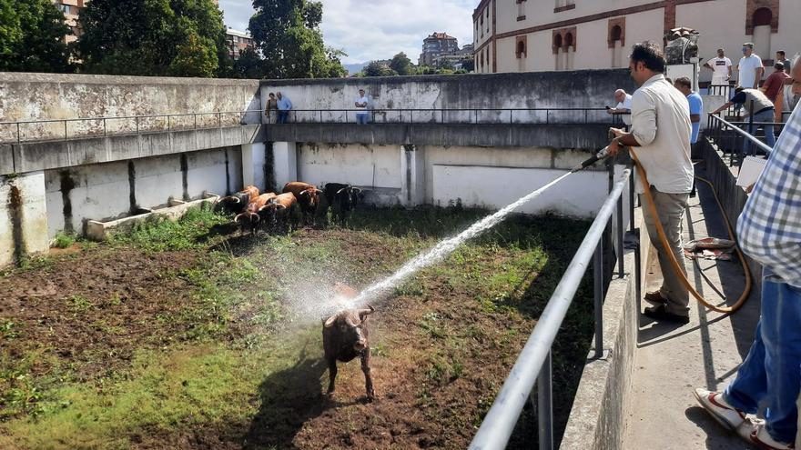 El Bibio recibe sus primeros toros: &quot;Doy la enhorabuena a todos los aficionados de Gijón, que se lo merecen&quot;