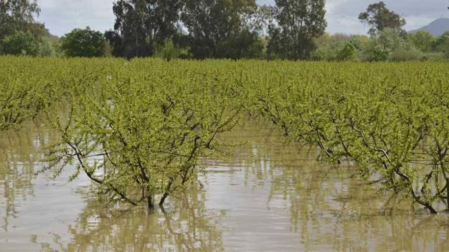 APAG dice que 2013 ha sido &quot;menos malo&quot;, aunque la crisis aún afecta al campo extremeño