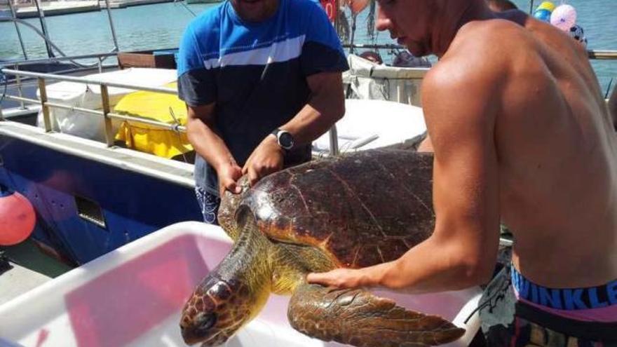 Rescate de una tortuga boba en Dénia.