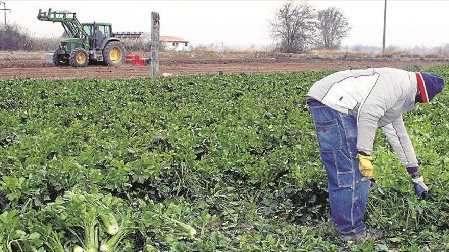 El precio de la verdura se estabiliza en el campo pero no en el súper