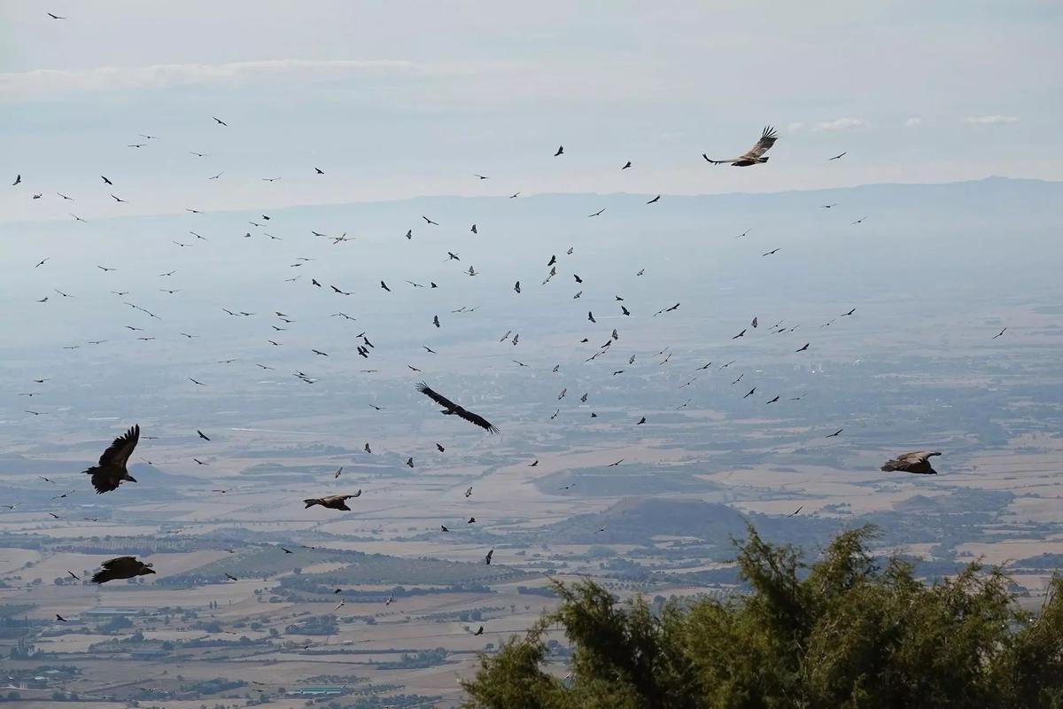 Algunos ejemplares de rapaces en el comedero de Nueno, este mes de octubre