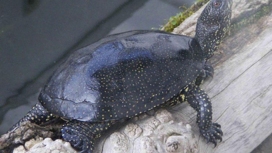 Un censo especial: la Xunta contará las tortugas comunes en lugares como en O Porriño o Tui