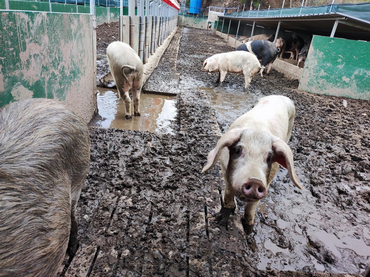 Los animales esperando por la comida.