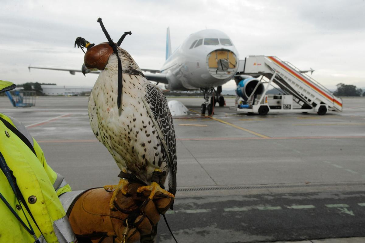Uno de los halcones que vigilan el espacio aéreo de Alvedro