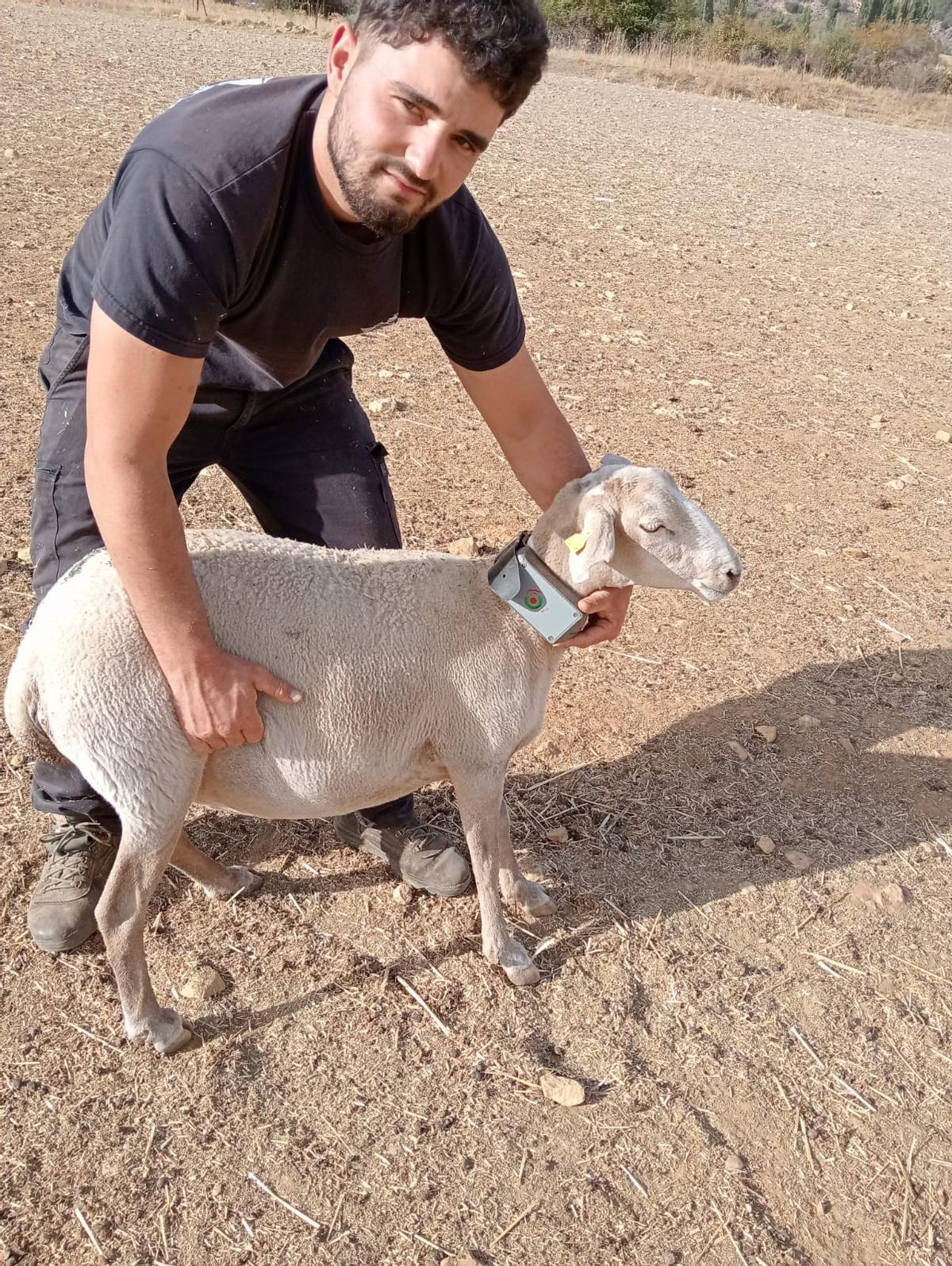 Andrés Ahibar, uno de los jóvenes pastores trashumantes que emplea los collares GPS.