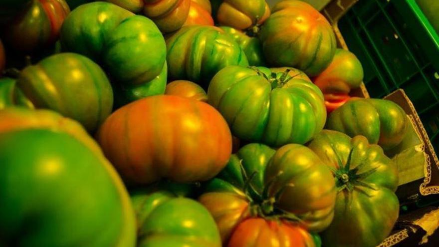 La campaña del tomate genera 100.000 traslados por carretera en Extremadura