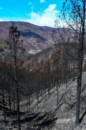 Reportaje sobre las zonas quemadas tras dos meses