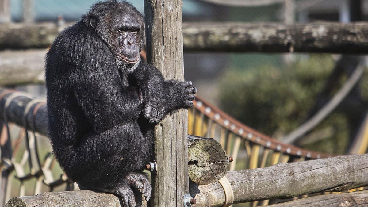 Un dels ximpanzés de la Fundació Mona, agafat a una de les estructures de la instal·lació. DAVID APARICIO