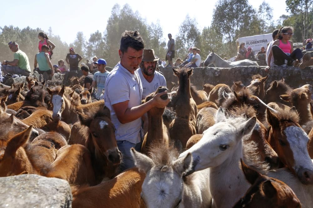 La cita confirma la recuperación de la cabaña de la Serra da Groba con 400 caballos rapados y marcados a fuego en una jornada de fiesta con cientos de espectadores