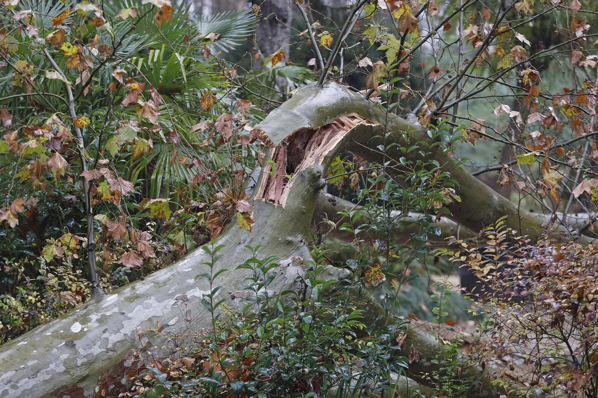 Girona. Devesa. Cau un arbre al cosat del que va caure al mes de novembre a La Rosaleda.