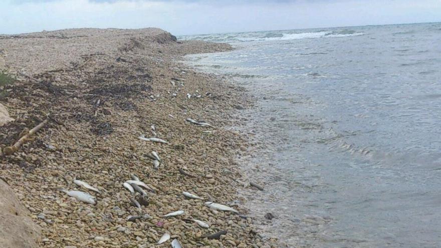 El agua se pudre en el río Girona y provoca muerte de peces y malos olores