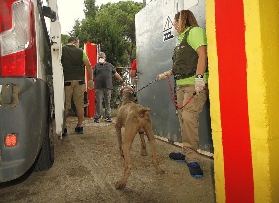 Operatiu de desmantellament d'un punt il·legal de cria i venda de gossos a Blanes